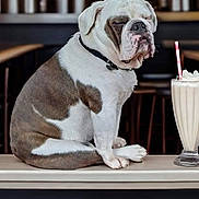 Otis is registered to the contest to win money with this photo: bulldog, dog, french_fries, milkshake, counter, restaurant, indoor, food, beverage, seated, pet, white_and_brown, collar, table, plate, straw, whipped_cream, casual, snack, diner