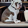 bulldog, dog, french_fries, milkshake, counter, restaurant, indoor, food, beverage, seated, pet, white_and_brown, collar, table, plate, straw, whipped_cream, casual, snack, diner