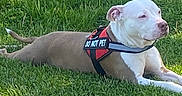Onika Ward joined the competition — help win amazing prizes! alert, animal, brown, canine, closeup, collar, dog, grass, harness, leisure, nature, outdoor, pet, quiet, resting, side_view, summer, sunlight, warning, white