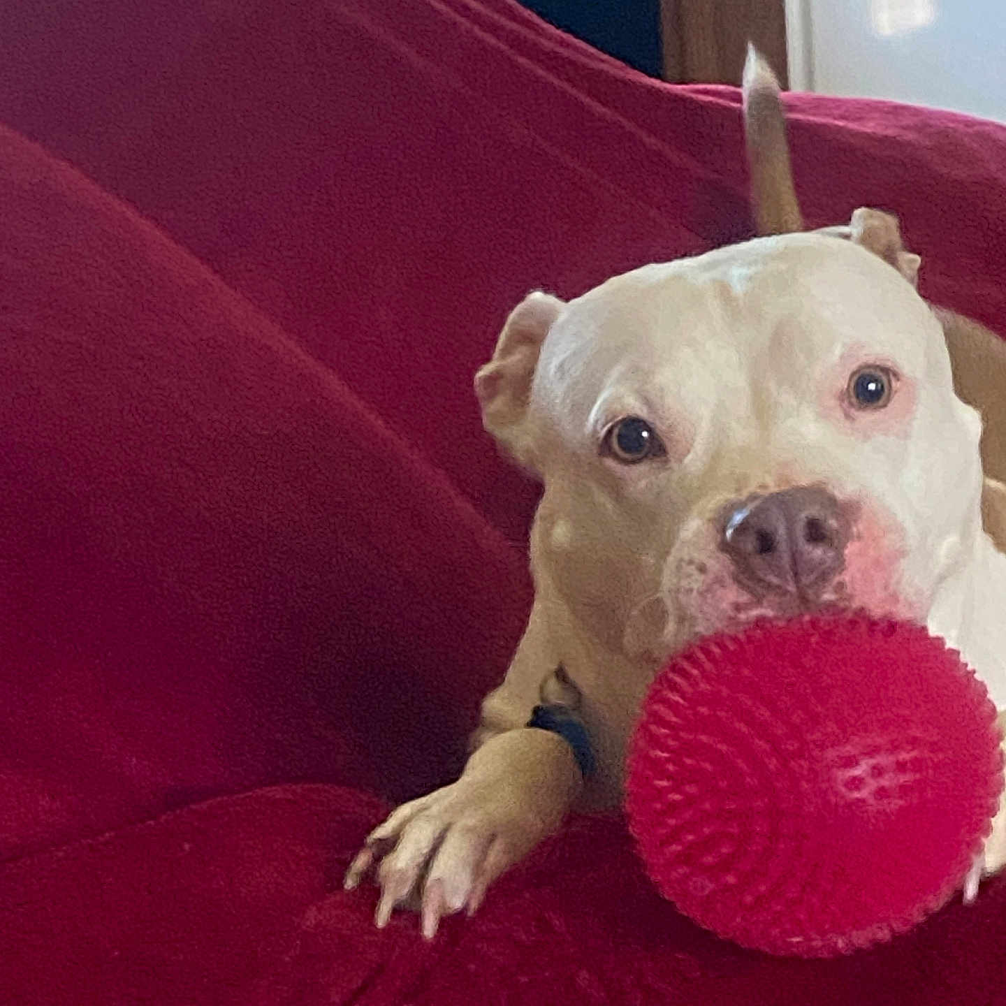 Onika Ward joined the competition — help win amazing prizes! animal, canine, closeup, couch, dog, ears, expression, furniture, home, indoor, light, looking, paw, pet, playful, red_ball, relaxed, resting, snout, toy