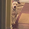 Onika Ward joined the competition — help win amazing prizes! animal, carpet, collar, corner, curious, dog, domestic, doorframe, ears, floor, home, house, indoor, light, looking, peeking, pet, rug, wall, wood_floor