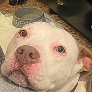 Onika Ward is registered to the contest to win money with this photo: animal, brown, carpet, close_up, collar, companion, cute, dog, domestic, ears, expression, face, floor, indoor, looking_up, pet, resting, snout, water_bowl, white