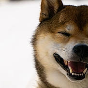 Reïko participe au concours pour gagner de l'argent avec cette photo : animal, blurred_background, canine, close_up, collar, cute, dog, domestic_animal, ears, face, friendly, fur, happy, joyful, outdoor, pet, portrait, smiling, teeth, tongue