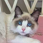 Percy is registered to the contest to win money with this photo: animal_face, blue_eyes, cat, chair, close_up, curious, cute, domestic_animal, fluffy, furniture, indoor, pet, pink_nose, portrait, relaxed, resting, soft_light, whiskers, white_fur, young_cat