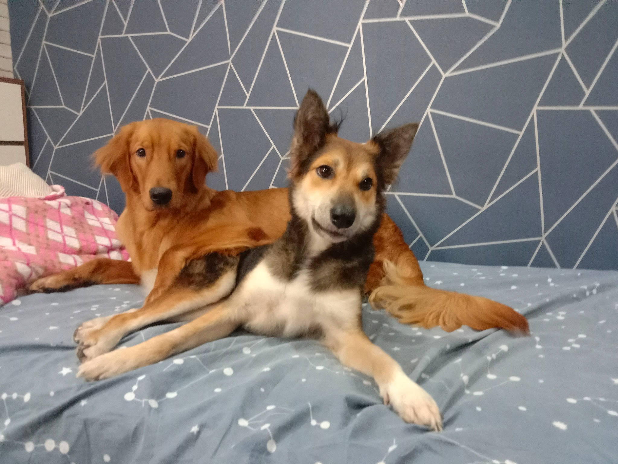 Shari joined the competition — help win amazing prizes! ancient_dog_breeds, carnivore, comfort, companion_dog, dog, dog_bed, dog_breed, dog_supply, fawn, flooring, hardwood, hound, paw, sporting_group, tail, wood, working_animal, working_dog