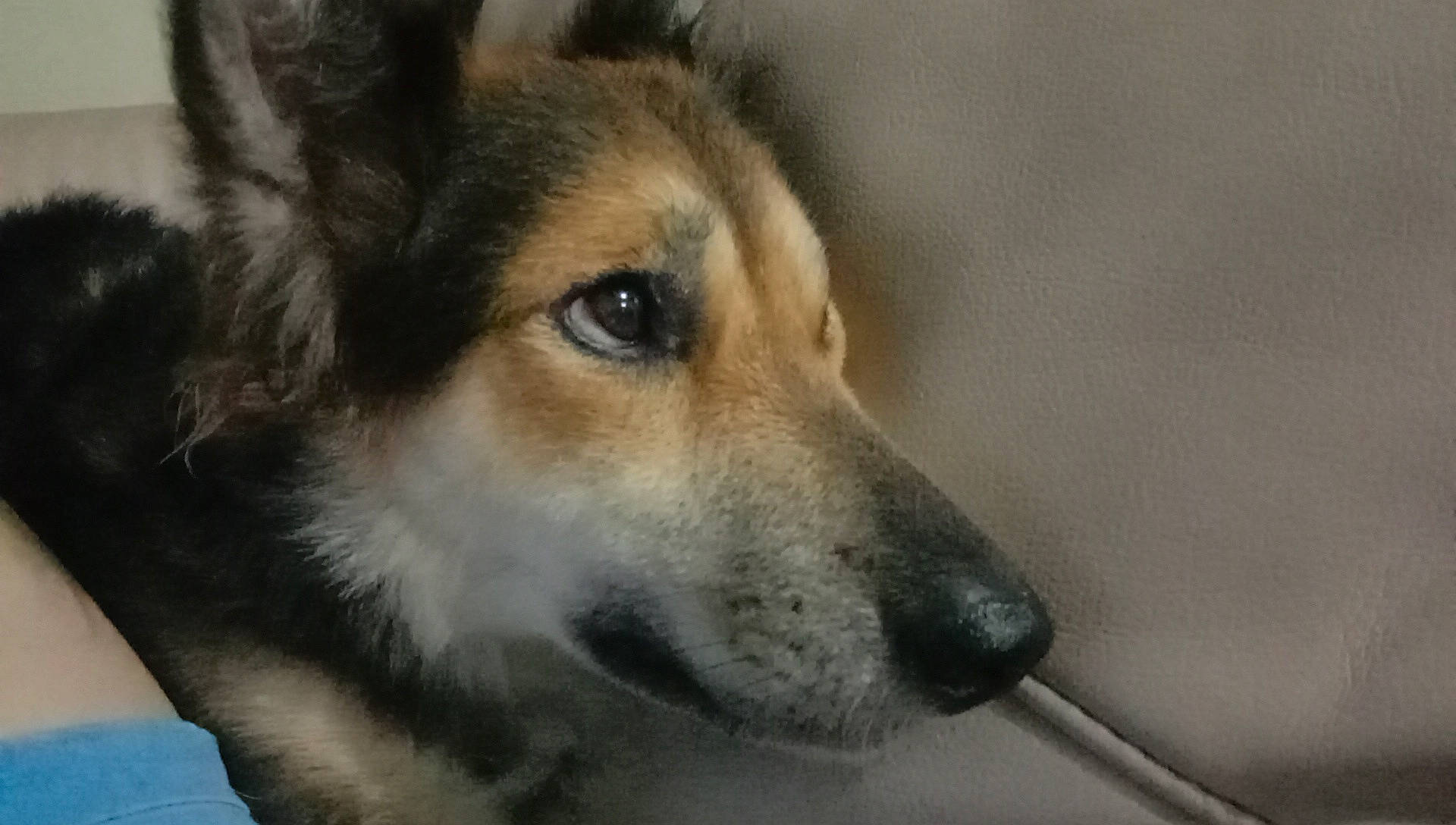 Shari joined the competition — help win amazing prizes! ancient_dog_breeds, canidae, canis, carnivore, collar, companion_dog, dog, dog_breed, door, fawn, fur, snout, sporting_group, terrestrial_animal, whiskers, wildlife, working_animal, working_dog