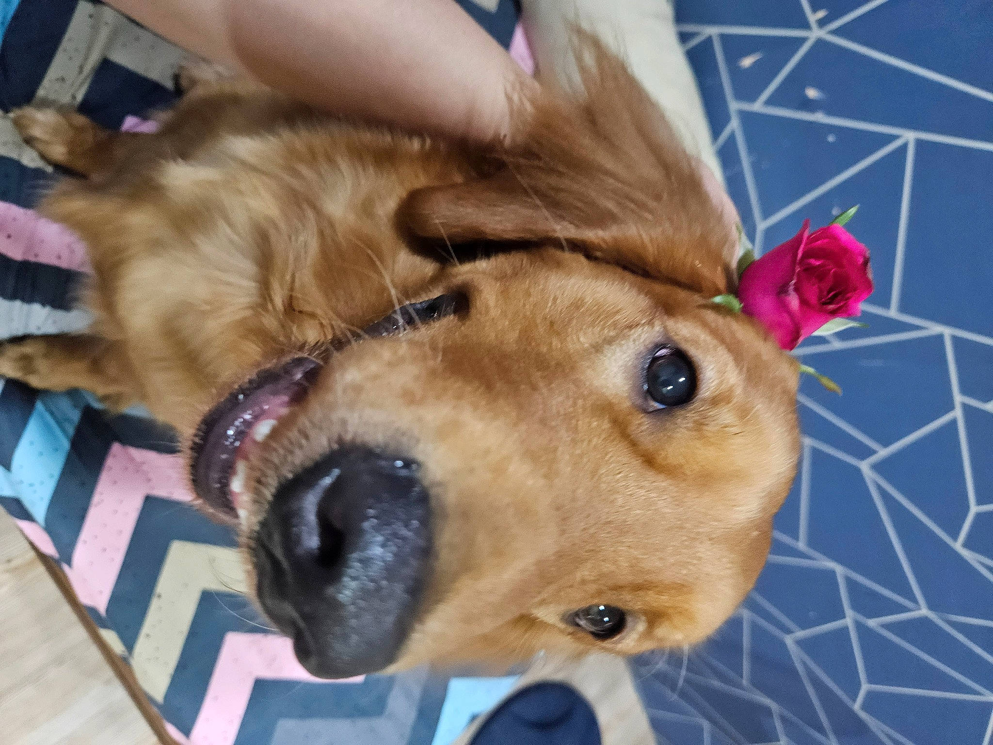 Chiki joined the competition — help win amazing prizes! canidae, carnivore, collar, companion_dog, dog, dog_breed, dog_collar, dog_supply, ear, fawn, fur, liver, paw, pet_supply, retriever, selfie, snout, sporting_group, whiskers, working_animal