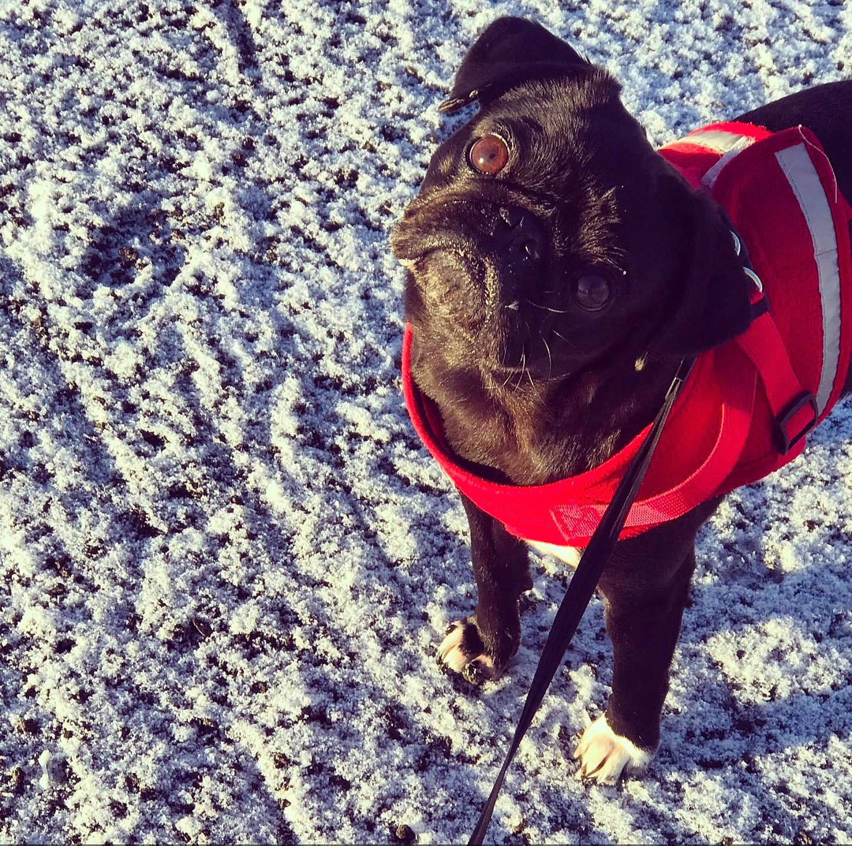 Stella joined the competition — help win amazing prizes! cameras_optics, carnivore, collar, companion_dog, dog, dog_breed, dog_clothes, dog_collar, dog_supply, electric_blue, fawn, leash, personal_protective_equipment, pet_supply, pug, snout, sporting_group, tail, whiskers, working_animal