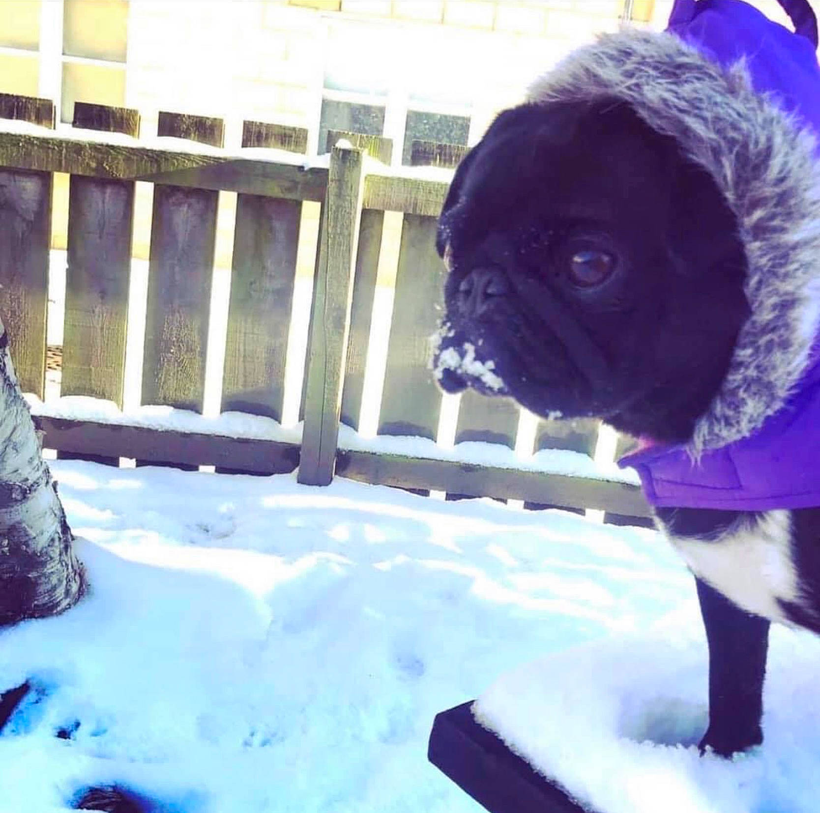 Stella joined the competition — help win amazing prizes! blue, canidae, carnivore, collar, companion_dog, dog, dog_breed, dog_collar, electric_blue, fawn, fence, pet_supply, plant, pug, snout, snow, sporting_group, toy_dog, winter, working_animal