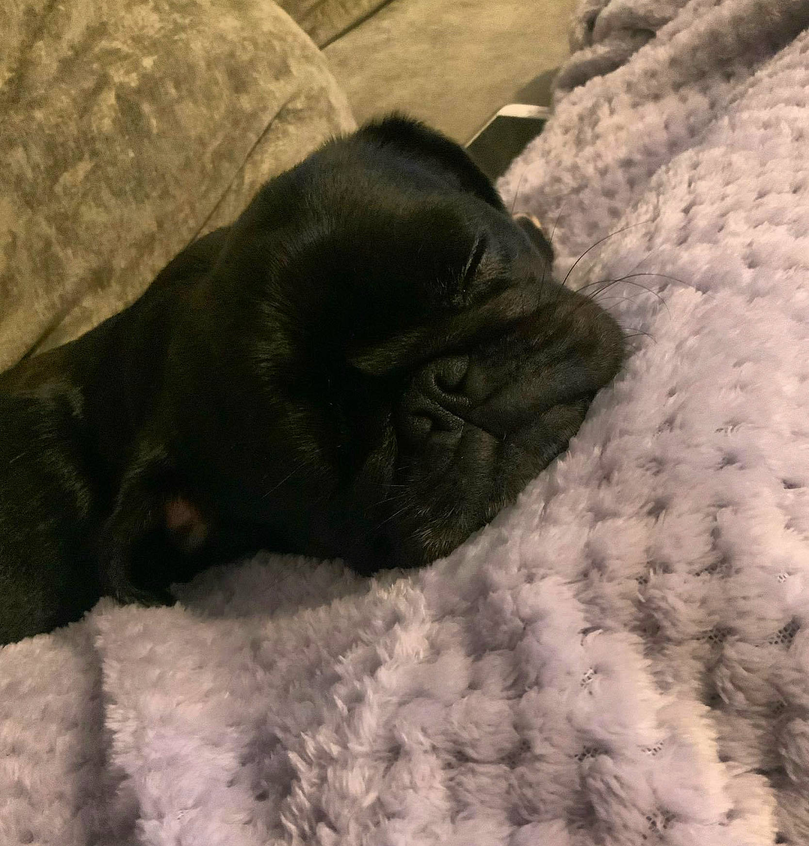 Stella is registered to the contest to win money with this photo: carnivore, comfort, companion_dog, dog, dog_breed, eye, felidae, fur, linens, liver, pug, small_to_medium_sized_cats, snout, snow, sporting_group, terrestrial_animal, toy_dog, whiskers, working_animal, wrinkle