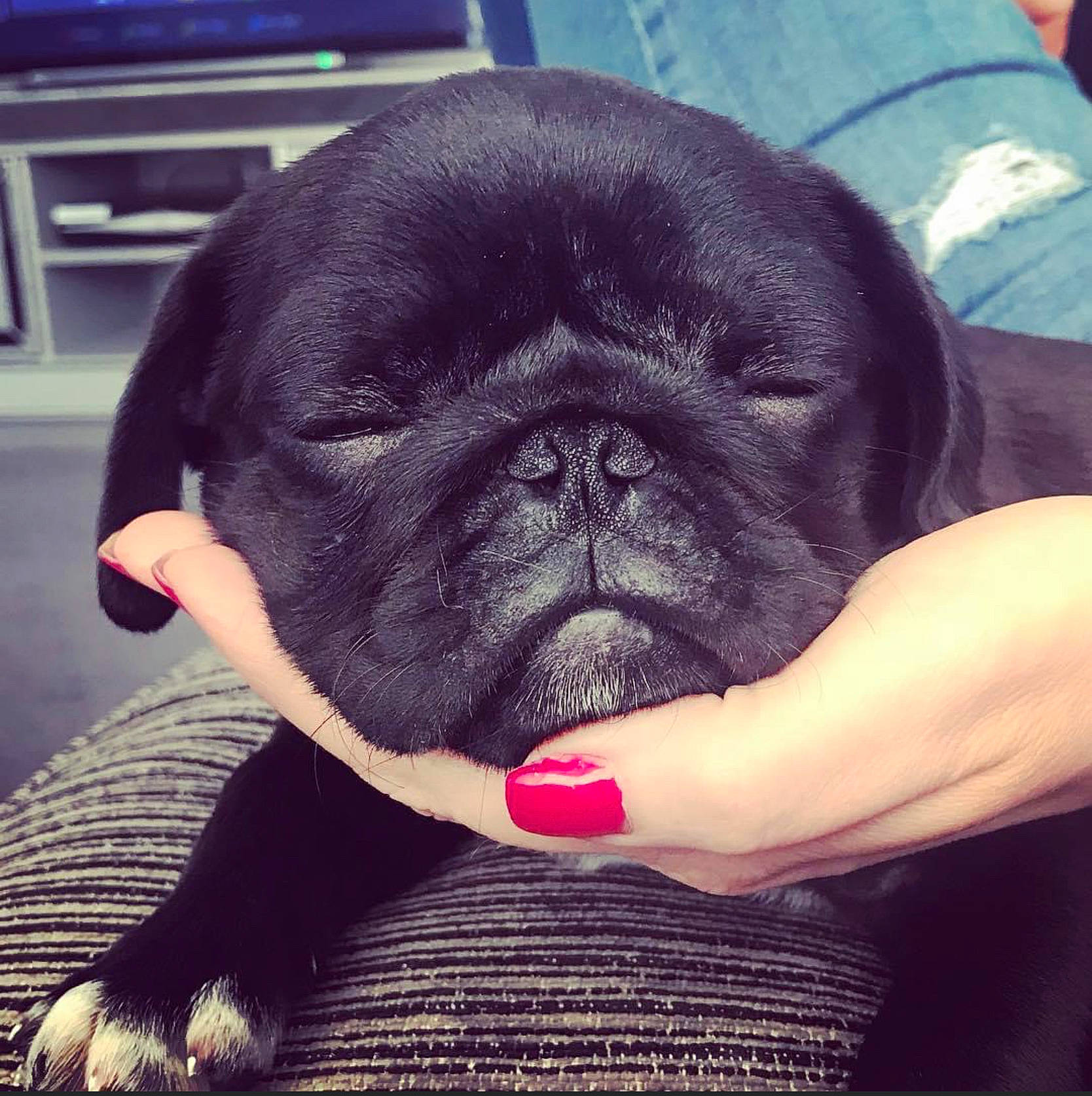 Stella is registered to the contest to win money with this photo: automotive_tire, carnivore, comfort, companion_dog, dog, dog_breed, fawn, flesh, foot, fur, nail, paw, pug, snout, sporting_group, terrestrial_animal, thumb, toy_dog, working_animal, wrinkle