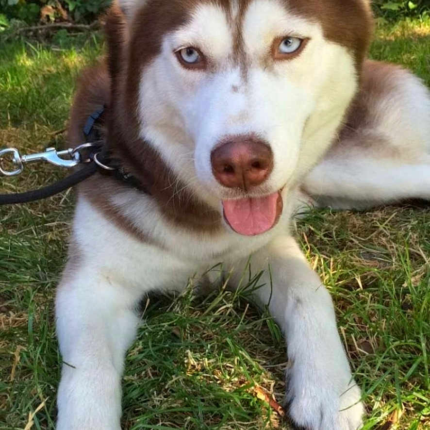Hula participe au concours pour gagner de l'argent avec cette photo : animal, blue_eyes, canine, collar, dog, ears, friendly, fur, garden, grass, husky, leash, leaves, muzzle, nature, outdoor, pet, resting, sunlight, tongue_out