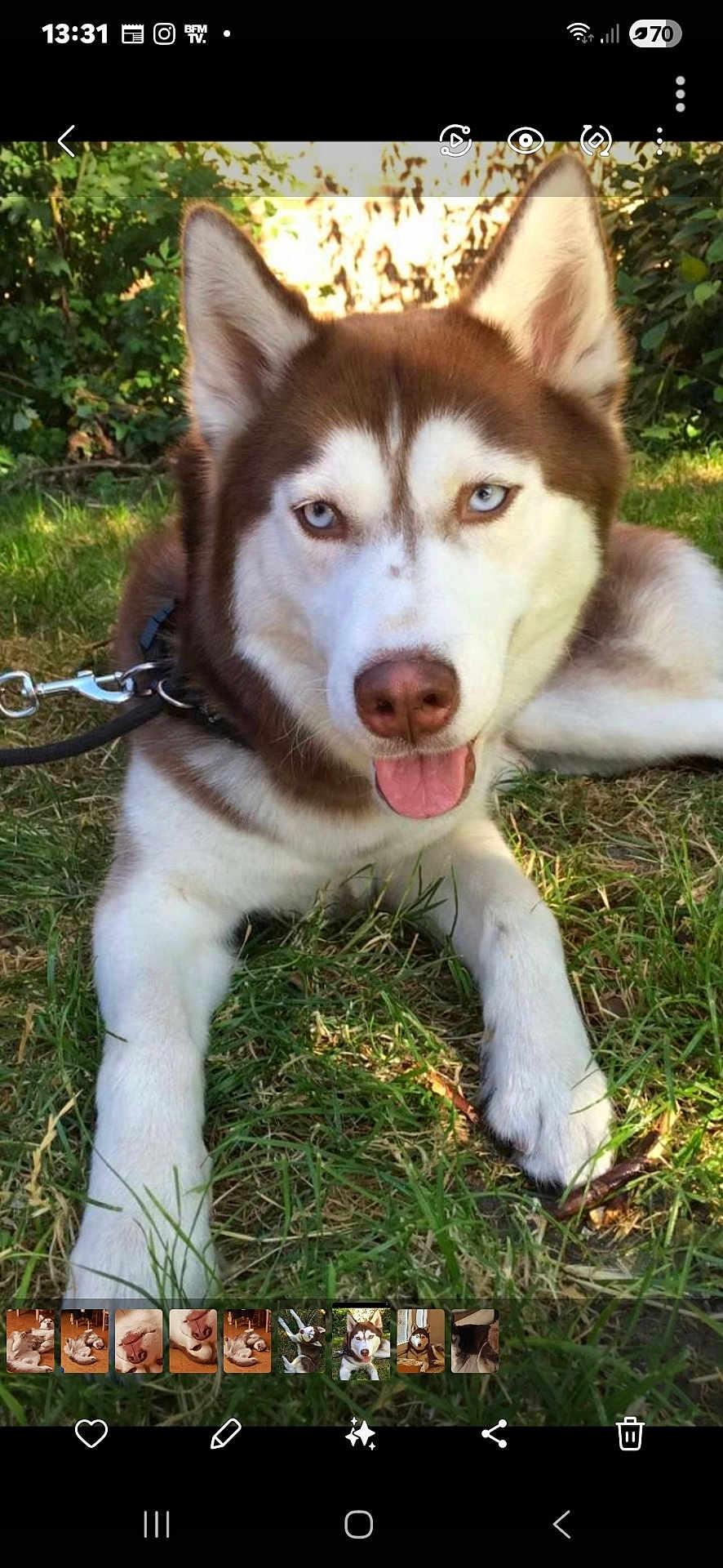 Hula participe au concours pour gagner de l'argent avec cette photo : dog, husky, blue_eyes, tongue_out, grass, outdoor, pet, canine, animal, fur, nature, garden, leaves, sunlight, resting, collar, leash, muzzle, ears, friendly