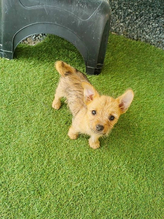 Todd a rejoint le concours — aidez-le/la à gagner de superbes lots ! automotive_exterior, automotive_lighting, automotive_tire, car, carnivore, companion_dog, dog, dog_breed, fawn, fender, grass, hood, lawn, motor_vehicle, tail, tints_and_shades, tire, vehicle, vehicle_door, wheel