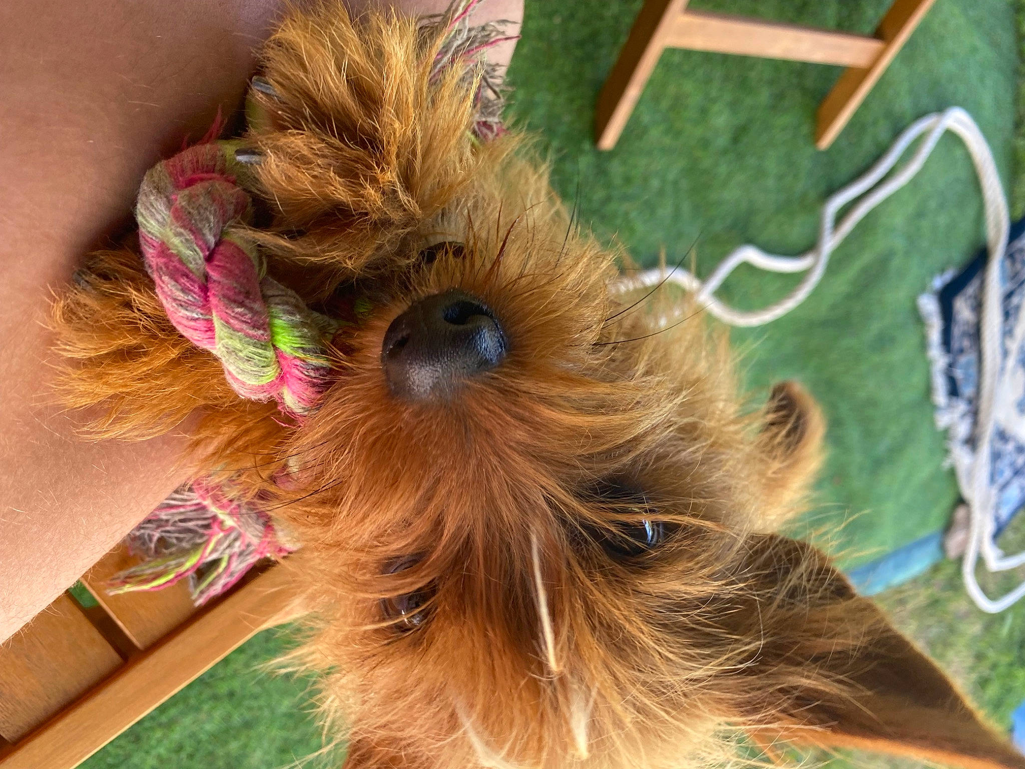 Todd participe au concours pour gagner de l'argent avec cette photo : canidae, carnivore, companion_dog, dog, dog_breed, ear, fawn, feather, felidae, fur, grass, liver, small_to_medium_sized_cats, snout, sporting_group, tail, toy_dog, whiskers, wood, yorkshire_terrier