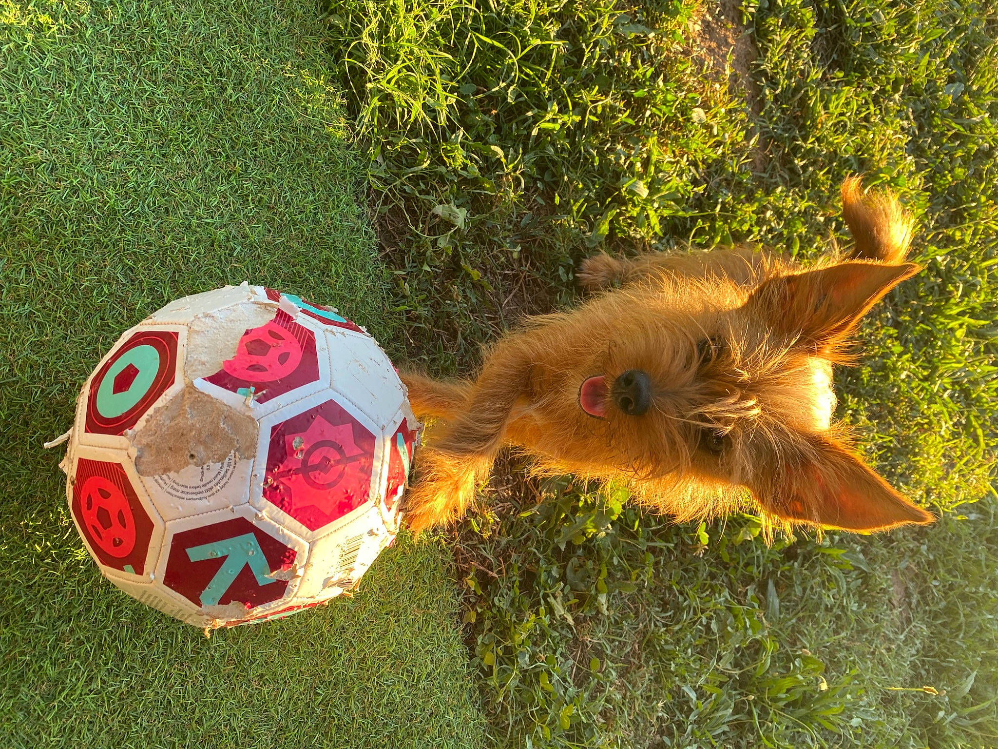 Todd participe au concours pour gagner de l'argent avec cette photo : art, ball, carnivore, event, fawn, felidae, football, fun, grass, personal_protective_equipment, plant, recreation, small_to_medium_sized_cats, soccer, soccer_ball, sports_equipment, tail, toy, whiskers, wood