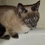 Milo is registered to the contest to win money with this photo: cat, siamese_cat, housecat, pet, feline, bathtub, bubbles, foam, whiskers, ears, paws, fur, red_eye, bathroom, flash, close_up, indoor, curious, faucet, timestamp