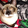 cat, siamese_cat, pet, closeup, whiskers, ears, eyes, paw, fur, blanket, bedding, patterned_blanket, indoor, flash, red_eye, overexposed, portrait, cozy, night, timestamp