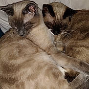 Malachi is registered to the contest to win money with this photo: cat, two_cats, siamese, colorpoint, sleeping, cuddling, fur, whiskers, pillow, bed, blanket, nap, indoor, domestic_animal, pets, close_up, tail, cozy, companionship, resting