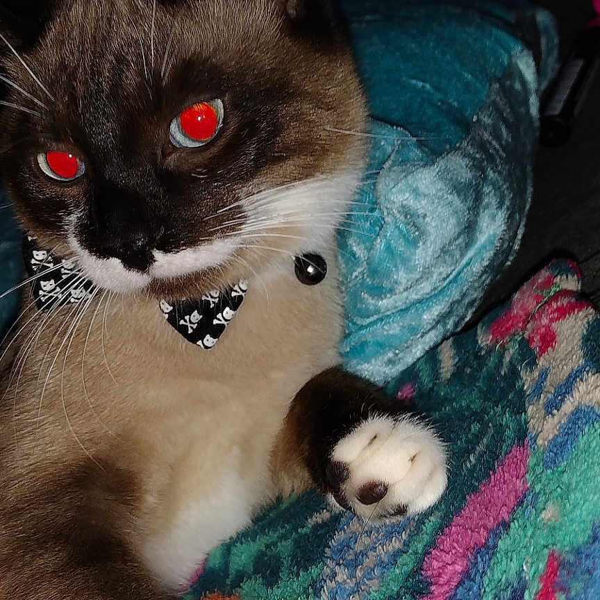 Malachi joined the competition — help win amazing prizes! bell, blanket, bow_tie, cat, close_up, collar, colorful_blanket, cozy, flash, fur, indoor, paw, pet, portrait, red_eye, resting, siamese, texture, whiskers, white_paws