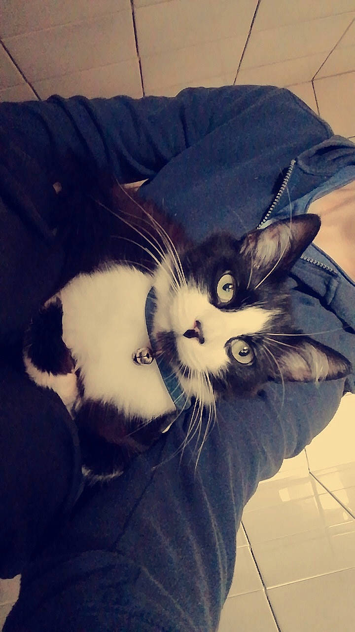 Princesse a rejoint le concours — aidez-le/la à gagner de superbes lots ! carnivore, cat, ear, european_shorthair, eye, felidae, fur, kitten, nose, photography, small_to_medium_sized_cats, snout, whiskers