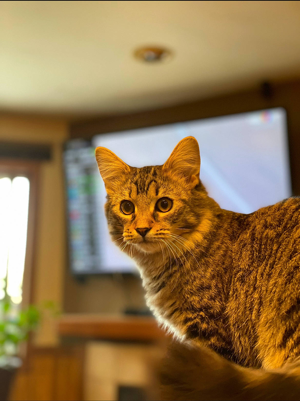 Ollie joined the competition — help win amazing prizes! art, carnivore, cat, domestic_short_haired_cat, felidae, fur, houseplant, room, small_to_medium_sized_cats, snout, tail, terrestrial_animal, tree, whiskers, wildlife, window, wood