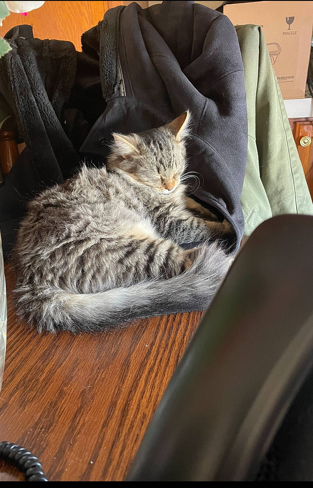 Ollie joined the competition — help win amazing prizes! bedding, carnivore, cat, chair, comfort, felidae, floor, flooring, fur, furniture, grey, hardwood, kitchen_utensil, linens, living_room, room, small_to_medium_sized_cats, tail, whiskers, wood