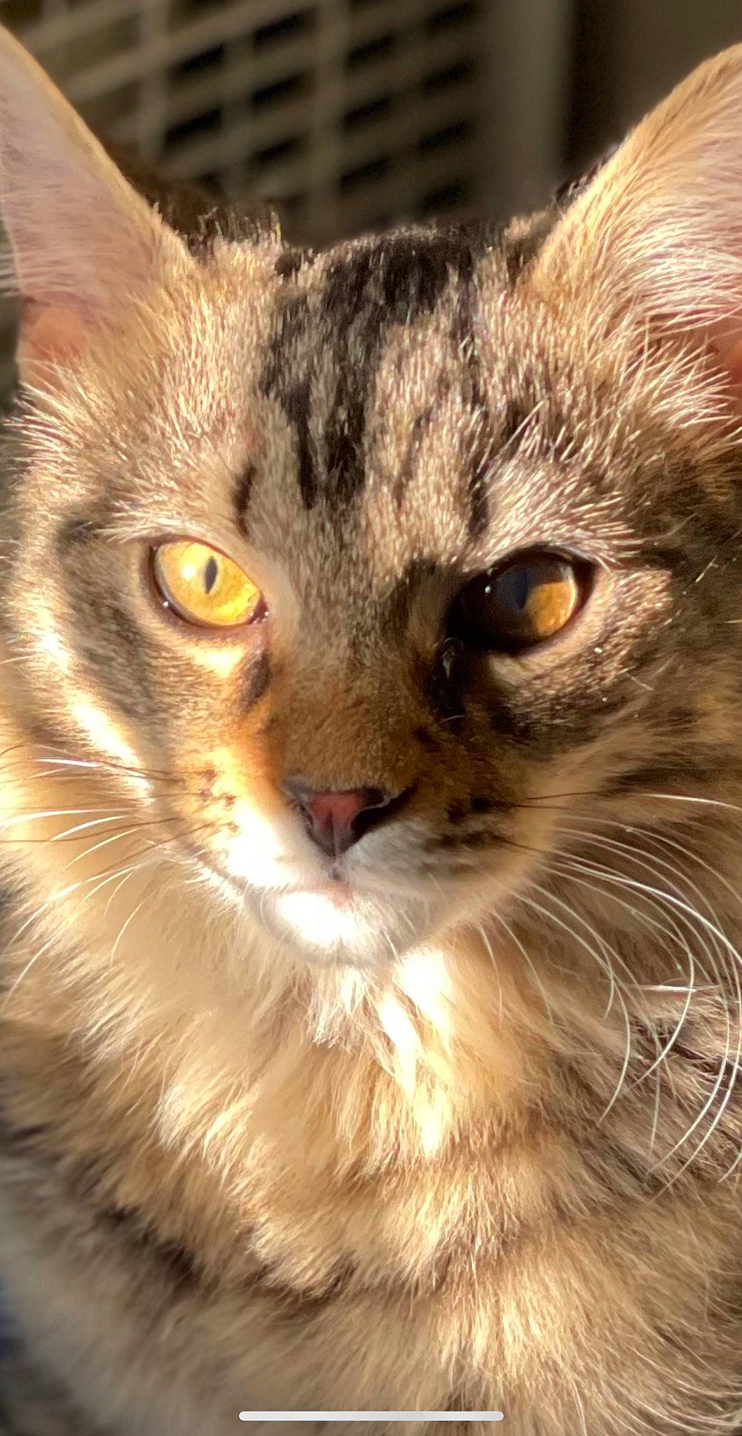 Ollie joined the competition — help win amazing prizes! carnivore, cat, close_up, domestic_short_haired_cat, door, eye, felidae, fur, grass, mammal, paw, plant, small_to_medium_sized_cats, snout, terrestrial_animal, tree, vertebrate, whiskers, wildlife, window