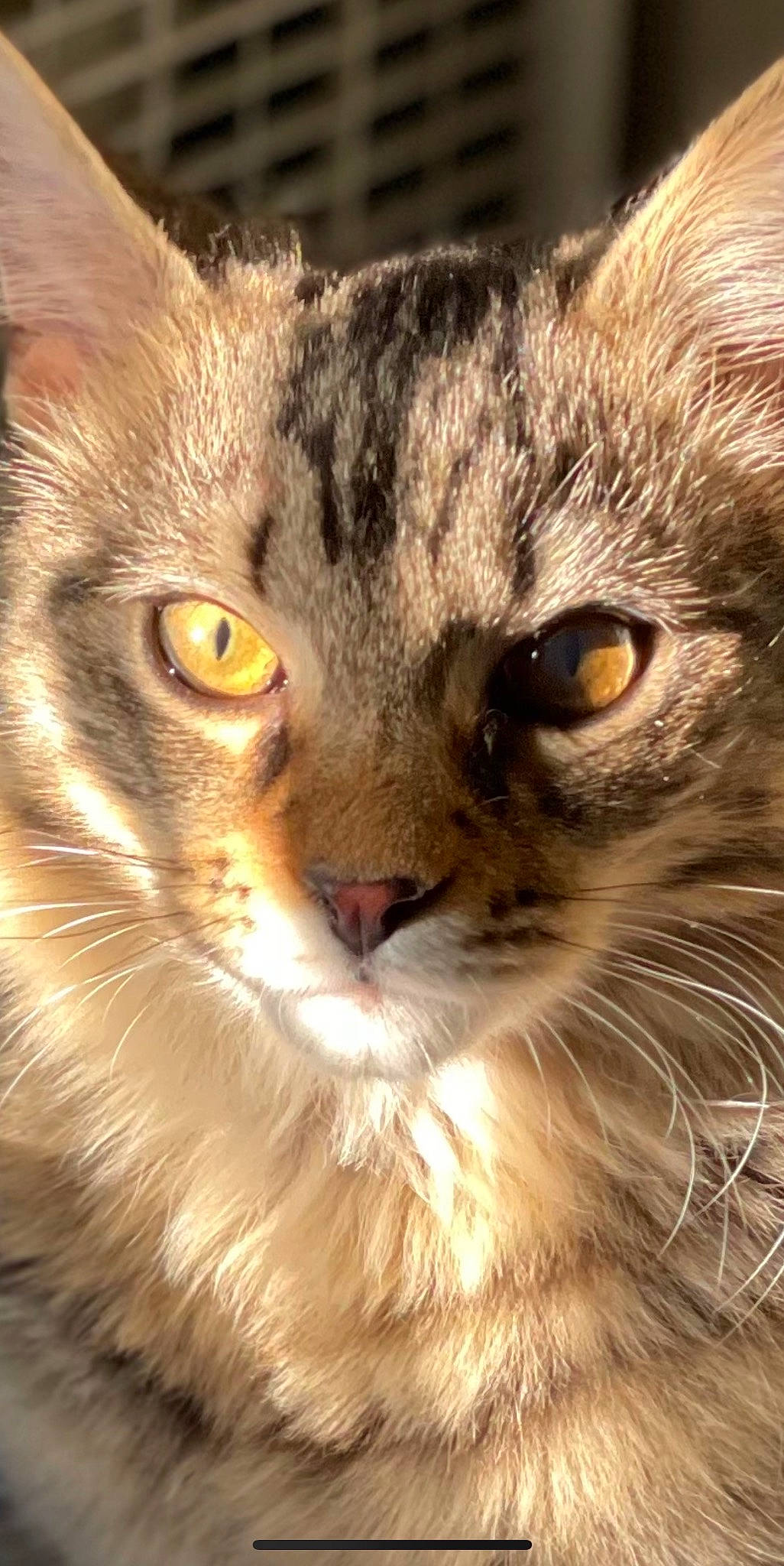 Ollie joined the competition — help win amazing prizes! carnivore, cat, close_up, domestic_short_haired_cat, door, eye, felidae, fur, grass, head, paw, plant, small_to_medium_sized_cats, snout, terrestrial_animal, tree, whiskers, wildlife, window