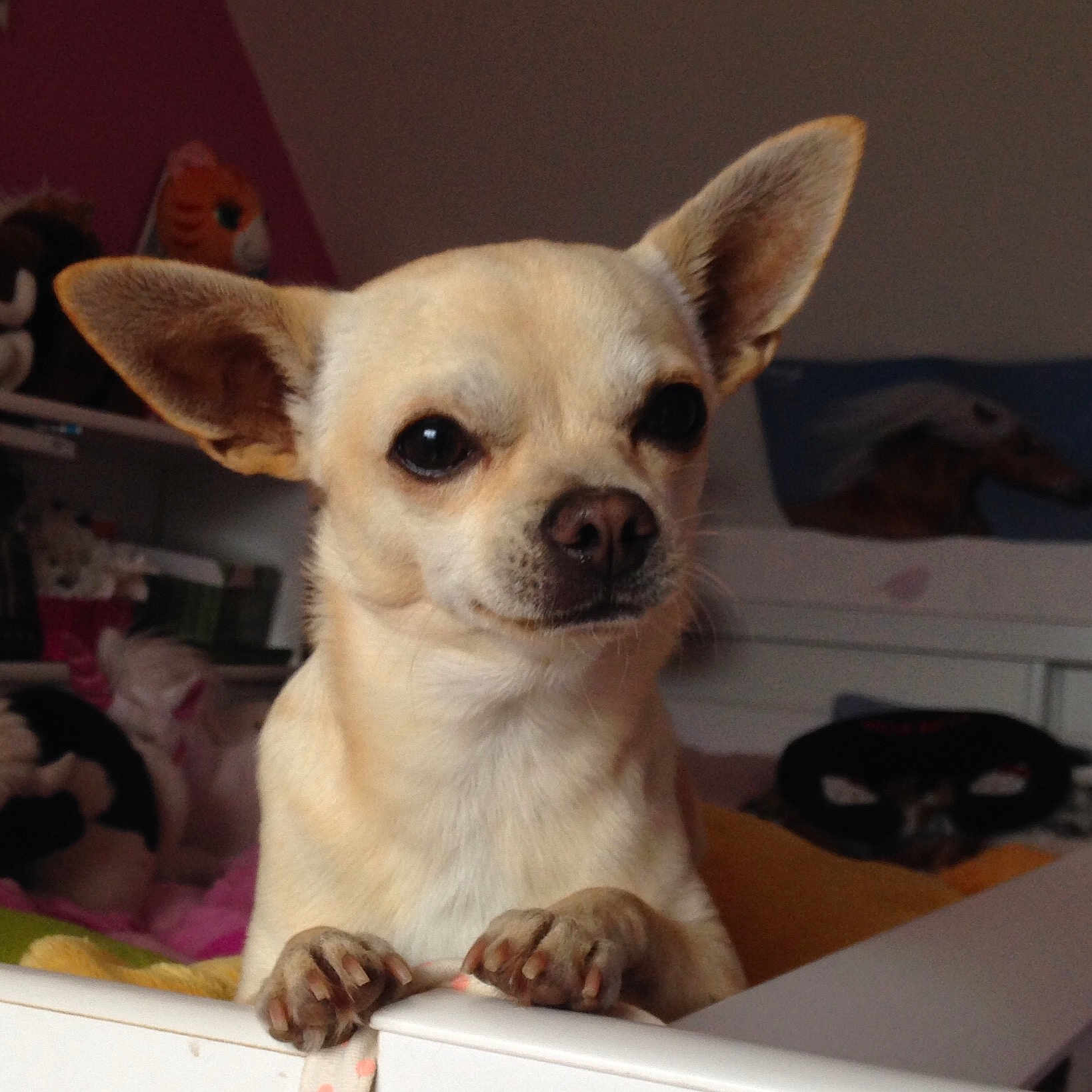Olaf participe au concours pour gagner de l'argent avec cette photo : carnivore, chihuahua, companion_dog, corgi_chihuahua, dog, dog_breed, dog_supply, ear, fawn, fur, non_sporting_group, snout, toy_dog, whiskers, working_animal