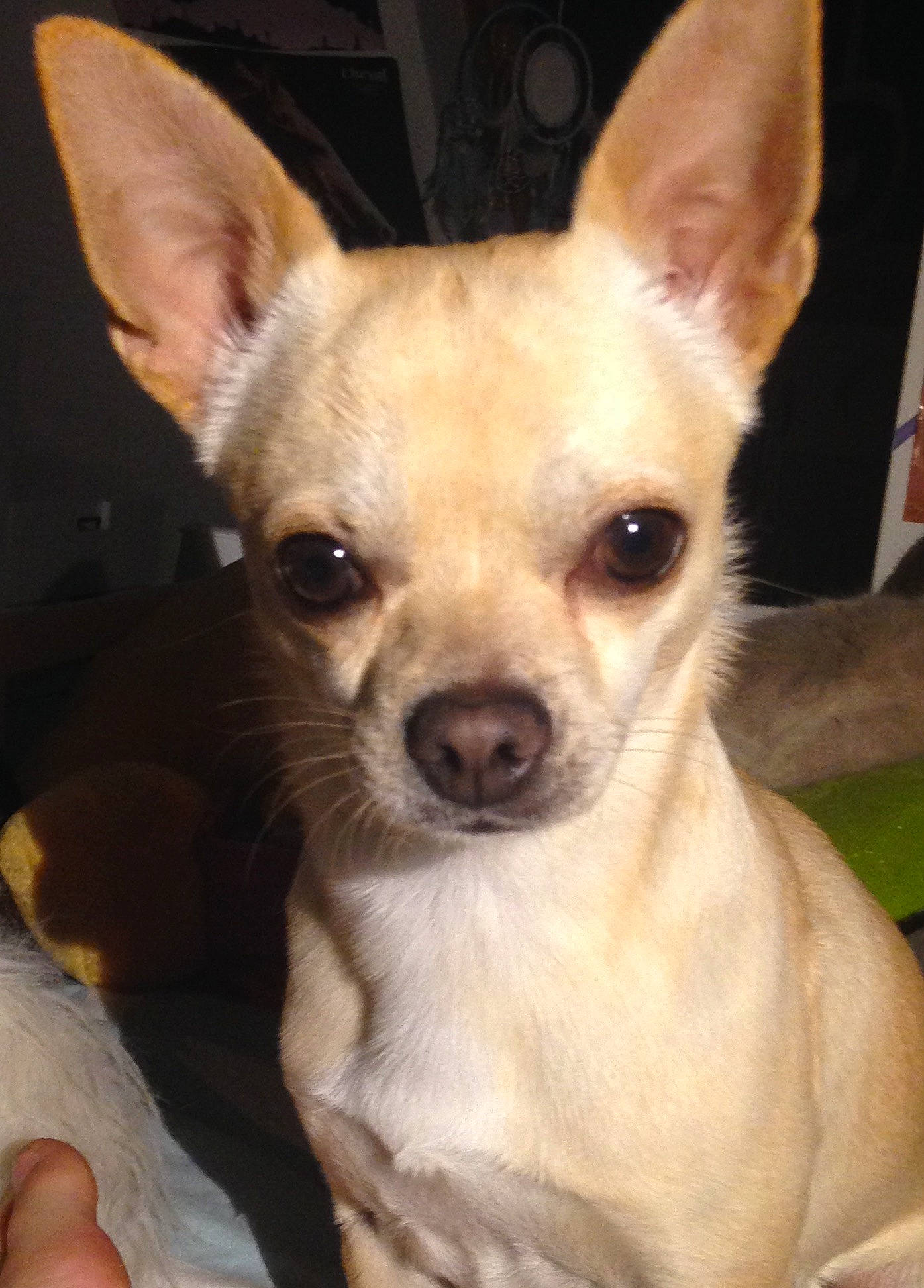 Olaf participe au concours pour gagner de l'argent avec cette photo : canidae, carnivore, chihuahua, companion_dog, corgi_chihuahua, dog, dog_breed, ear, fawn, fur, head, non_sporting_group, puppy, russkiy_toy, snout, sporting_group, terrestrial_animal, toy_dog, whiskers, working_animal