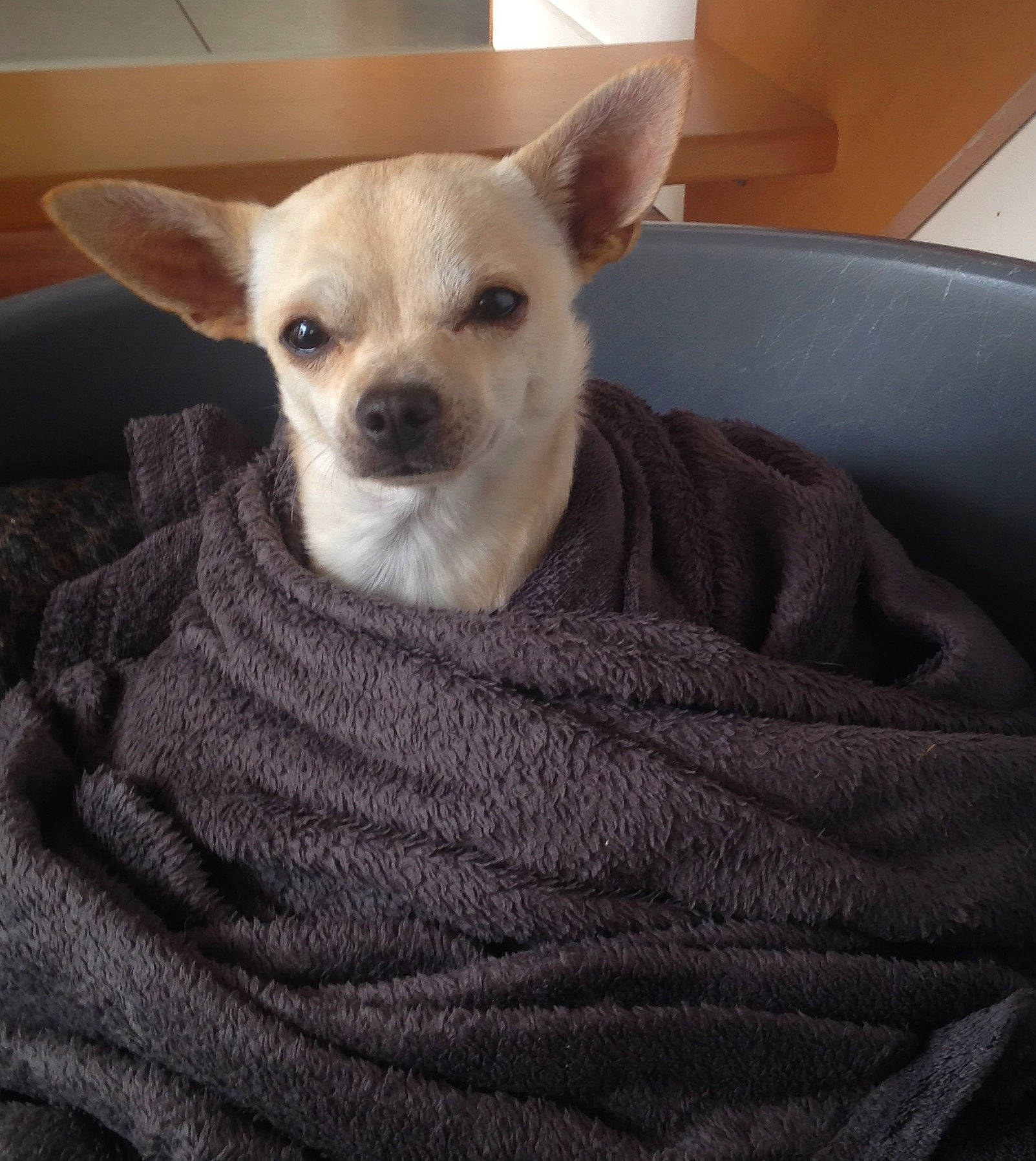 Olaf participe au concours pour gagner de l'argent avec cette photo : canidae, carnivore, chihuahua, comfort, companion_dog, dog, dog_breed, dog_supply, fawn, font, fur, non_sporting_group, small_terrier, snout, sporting_group, terrestrial_animal, toy_dog, whiskers, working_animal