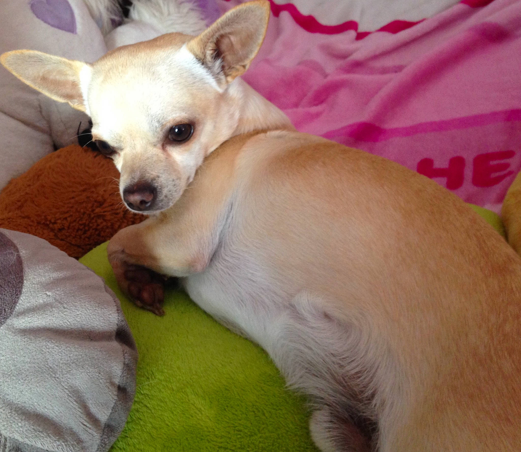 Olaf participe au concours pour gagner de l'argent avec cette photo : canidae, carnivore, chihuahua, comfort, companion_dog, dog, dog_breed, dog_supply, fawn, fur, non_sporting_group, paw, snout, sporting_group, terrestrial_animal, toy_dog, whiskers, working_animal