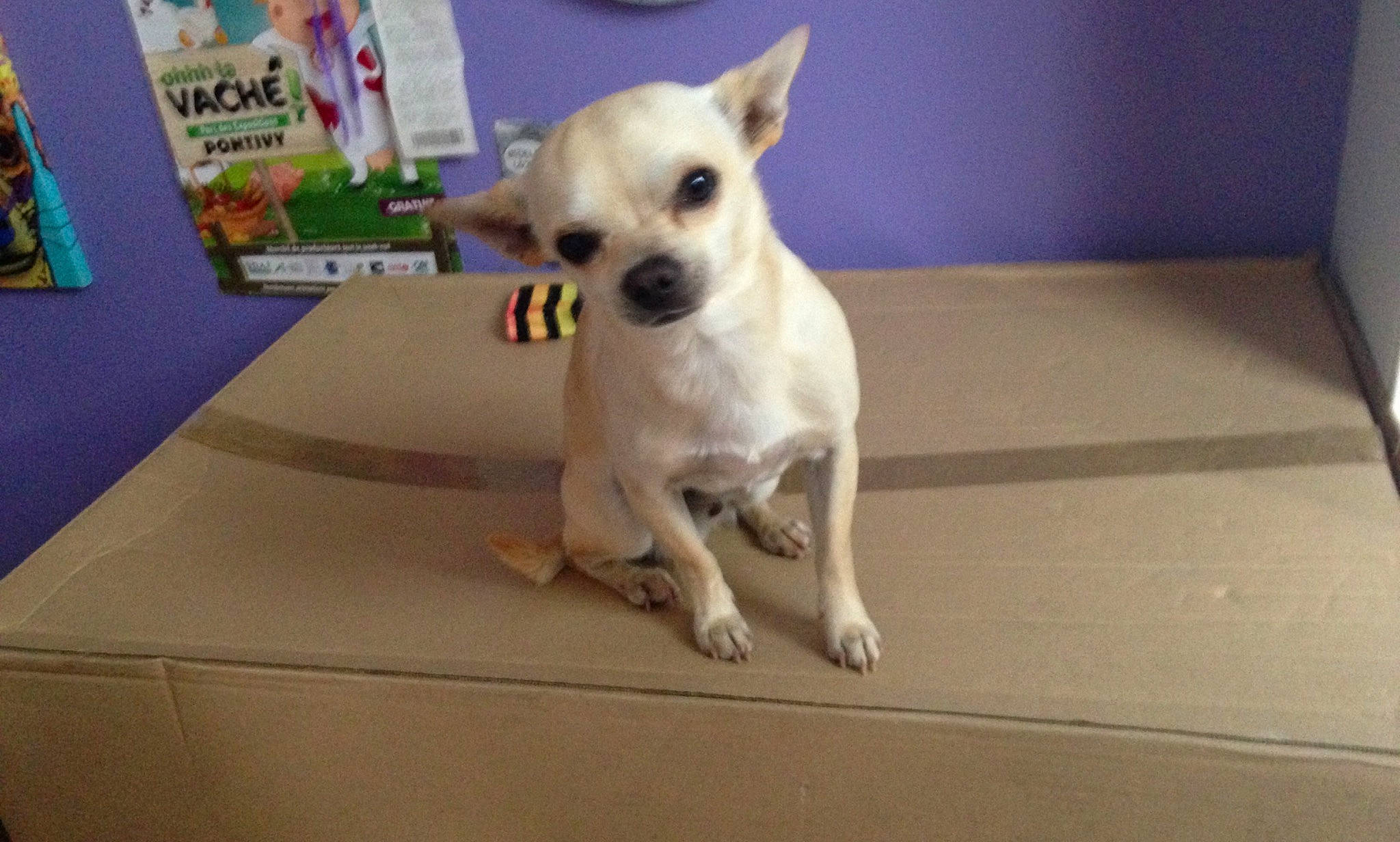 Olaf a rejoint le concours — aidez-le/la à gagner de superbes lots ! canidae, carnivore, chihuahua, companion_dog, corgi_chihuahua, dog, dog_breed, dog_supply, fawn, flooring, non_sporting_group, picture_frame, snout, sporting_group, terrestrial_animal, toy_dog, whiskers, working_animal