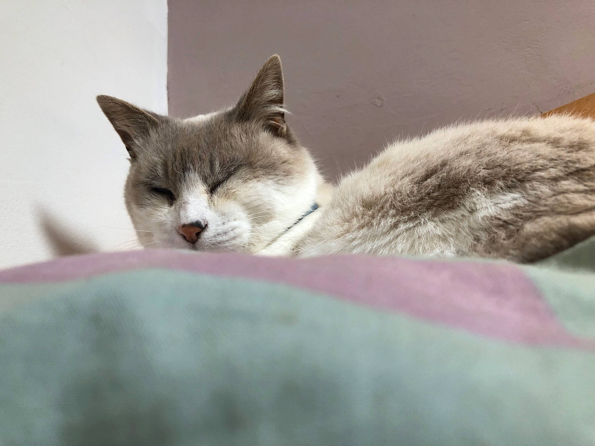 Mimine participe au concours pour gagner de l'argent avec cette photo : carnivore, cat, cat_supply, comfort, domestic_short_haired_cat, eye, felidae, fur, grey, paw, small_to_medium_sized_cats, snout, terrestrial_animal, whiskers