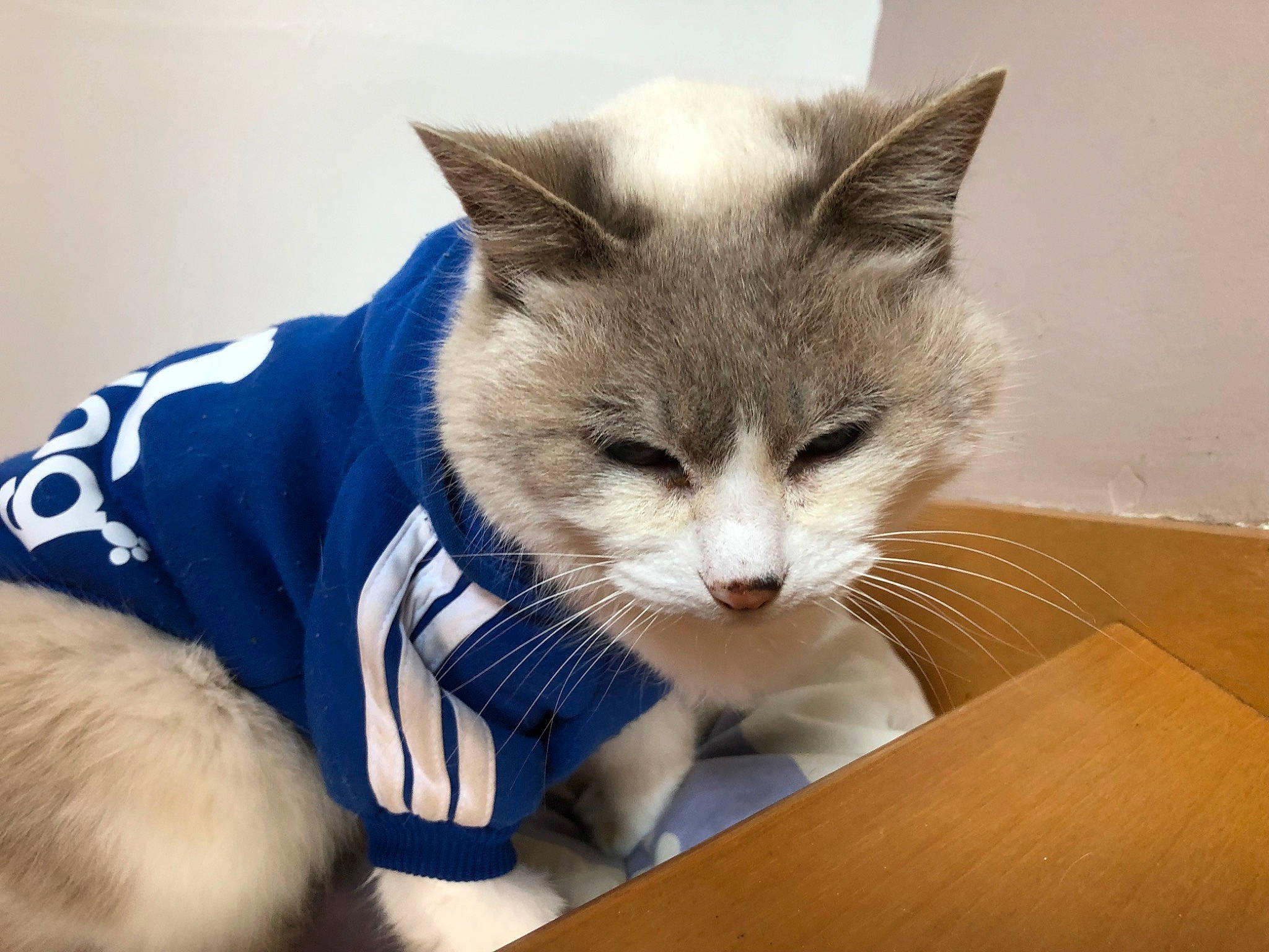 Mimine a rejoint le concours — aidez-le/la à gagner de superbes lots ! carnivore, cat, claw, comfort, domestic_short_haired_cat, electric_blue, felidae, flooring, fur, hardwood, paw, sitting, small_to_medium_sized_cats, snout, table, tail, varnish, whiskers, wood, wood_stain