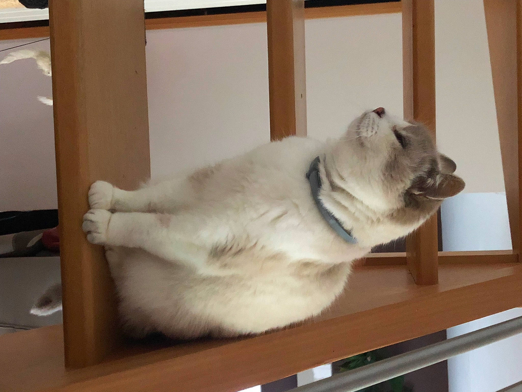 Mimine a rejoint le concours — aidez-le/la à gagner de superbes lots ! canidae, carnivore, collar, companion_dog, dog_breed, domestic_short_haired_cat, fawn, felidae, flooring, fur, hardwood, non_sporting_group, paw, small_to_medium_sized_cats, snout, sporting_group, tail, terrestrial_animal, whiskers, wood