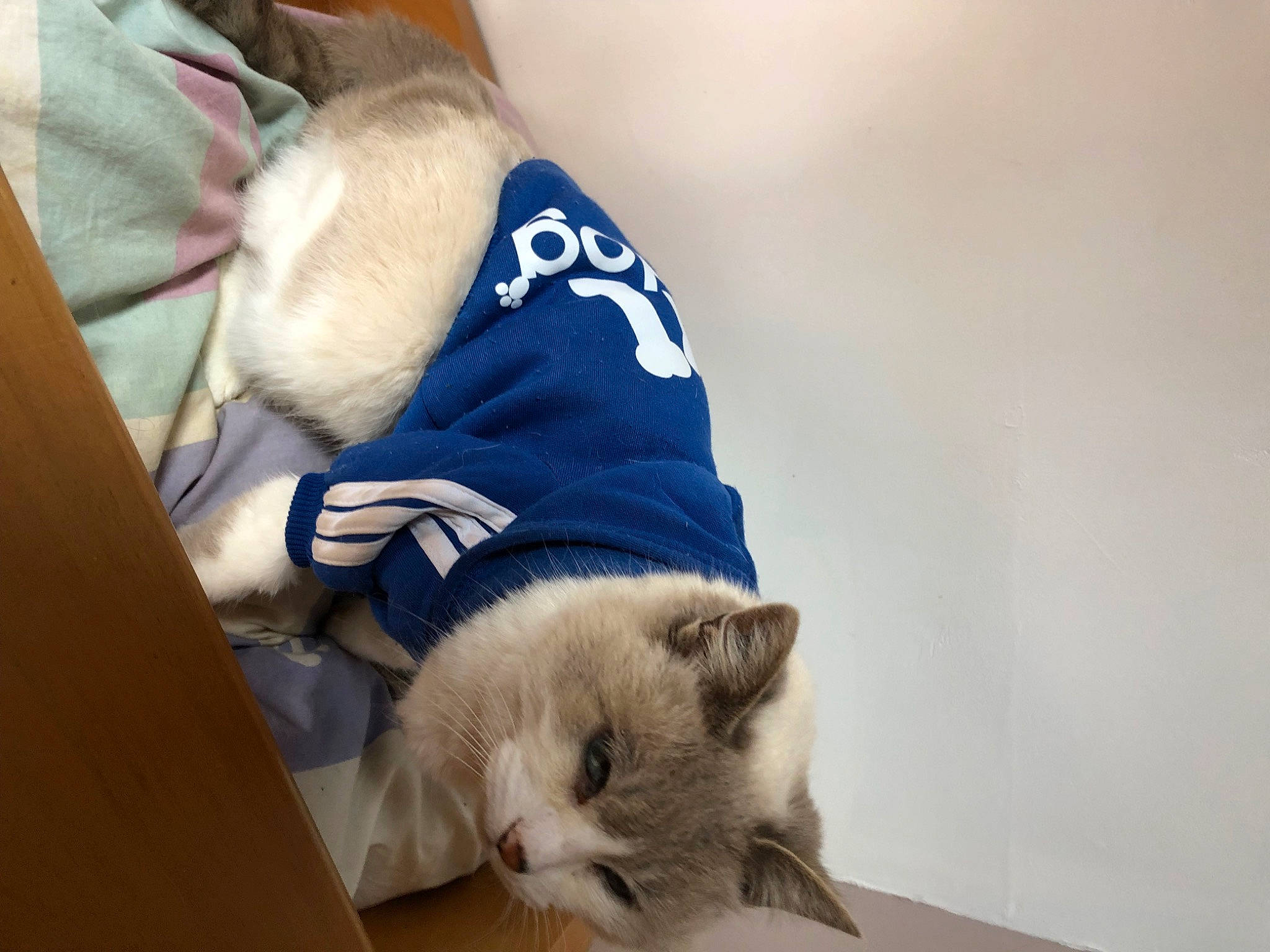 Mimine a rejoint le concours — aidez-le/la à gagner de superbes lots ! carnivore, cat, claw, comfort, companion_dog, domestic_short_haired_cat, ear, fawn, felidae, fur, nap, paw, sitting, small_to_medium_sized_cats, snout, tail, thai, tonkinese, whiskers