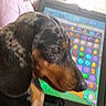 Sadie Mae joined the competition — help win amazing prizes!