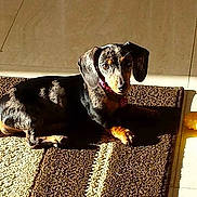 Sadie Mae joined the competition — help win amazing prizes!
