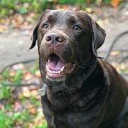 Scooba participe au concours pour gagner de l'argent avec cette photo : animal, background_blur, canine, chocolate, collar, daylight, dog, ears, friendly, fur, grass, happy, labrador, leaves, mouth_open, nature, outdoor, pet, portrait, smiling