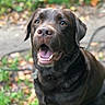 animal, background_blur, canine, chocolate, collar, daylight, dog, ears, friendly, fur, grass, happy, labrador, leaves, mouth_open, nature, outdoor, pet, portrait, smiling