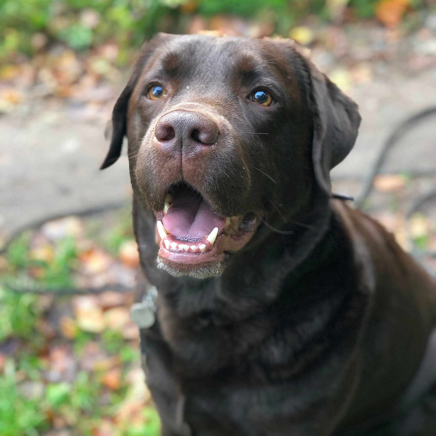 Scooba