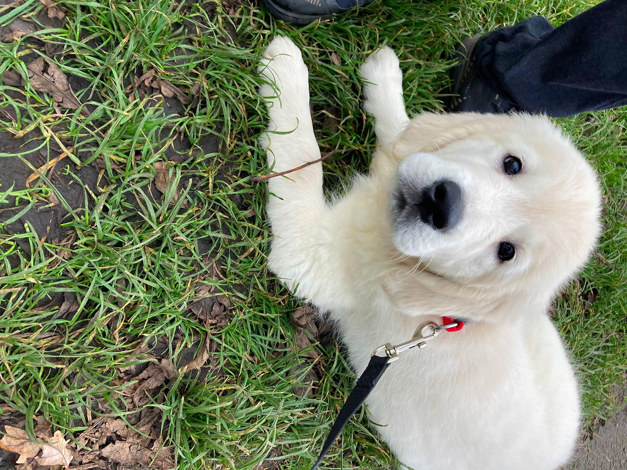 Chaise is registered to the contest to win money with this photo: ball, canidae, carnivore, collar, companion_dog, dog, dog_breed, dog_collar, fashion_accessory, fawn, football, fur, grass, plant, snout, soccer_ball, sporting_group, stuffed_toy, toy, toy_dog