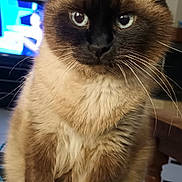 Houba a rejoint le concours — aidez-le/la à gagner de superbes lots ! animal, blue_eyes, cat, close_up, cozy, cute, domestic, feline, fur, household, indoor, living_room, mammal, pet, siamese_cat, sitting, table, television, whiskers, wooden_furniture