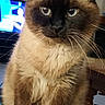 animal, blue_eyes, cat, close_up, cozy, cute, domestic, feline, fur, household, indoor, living_room, mammal, pet, siamese_cat, sitting, table, television, whiskers, wooden_furniture