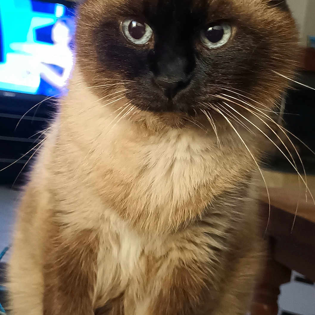 Houba a rejoint le concours — aidez-le/la à gagner de superbes lots ! animal, blue_eyes, cat, close_up, cozy, cute, domestic, feline, fur, household, indoor, living_room, mammal, pet, siamese_cat, sitting, table, television, whiskers, wooden_furniture