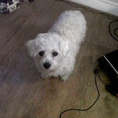 Harvey