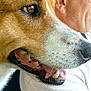 P'Tit Cœur participe au concours pour gagner de l'argent avec cette photo : animal, bond, brown, cap, closeup, dog, friendship, fur, glasses, human, indoor, man, mouth, pet, portrait, shirt, sideview, teeth, tongue, white