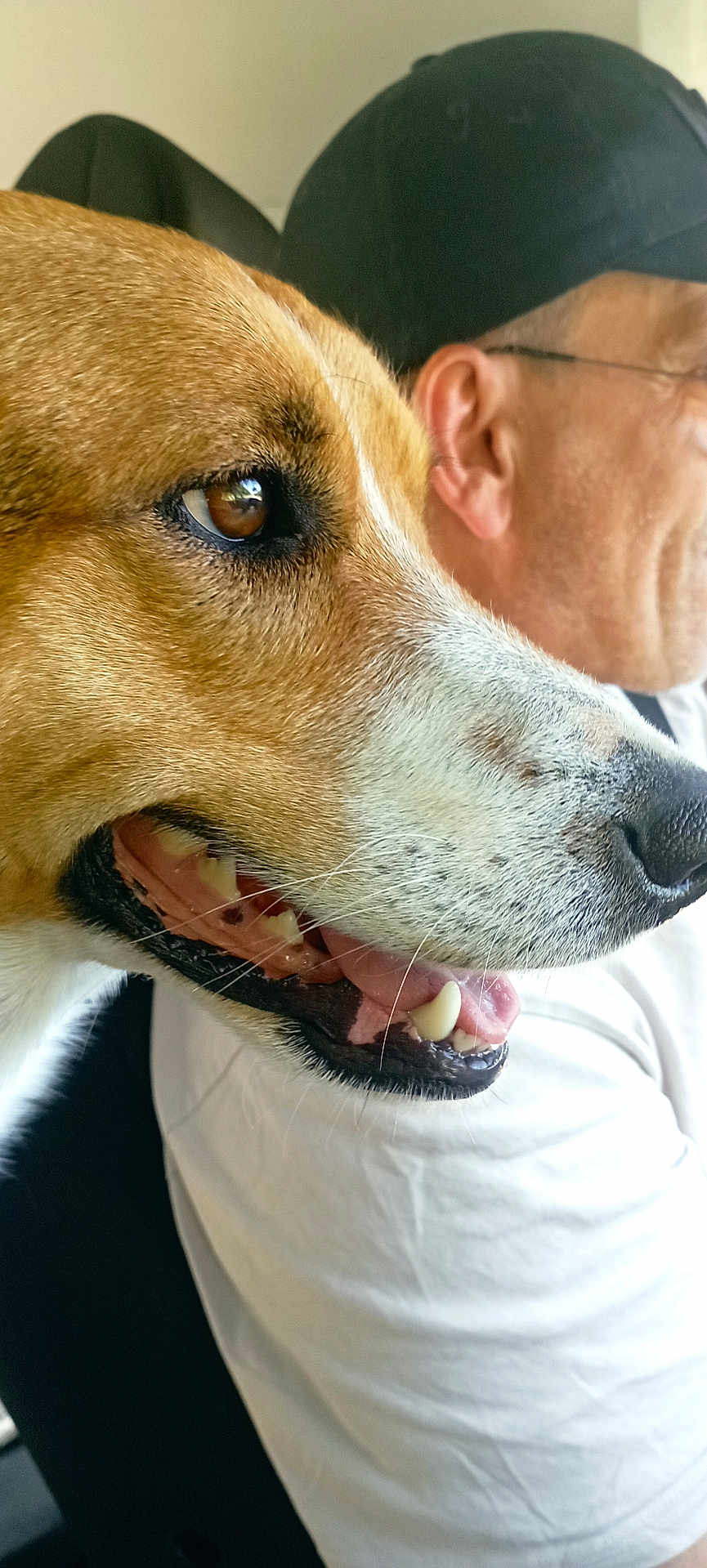 P'Tit Cœur participe au concours pour gagner de l'argent avec cette photo : animal, bond, brown, cap, closeup, dog, friendship, fur, glasses, human, indoor, man, mouth, pet, portrait, shirt, sideview, teeth, tongue, white
